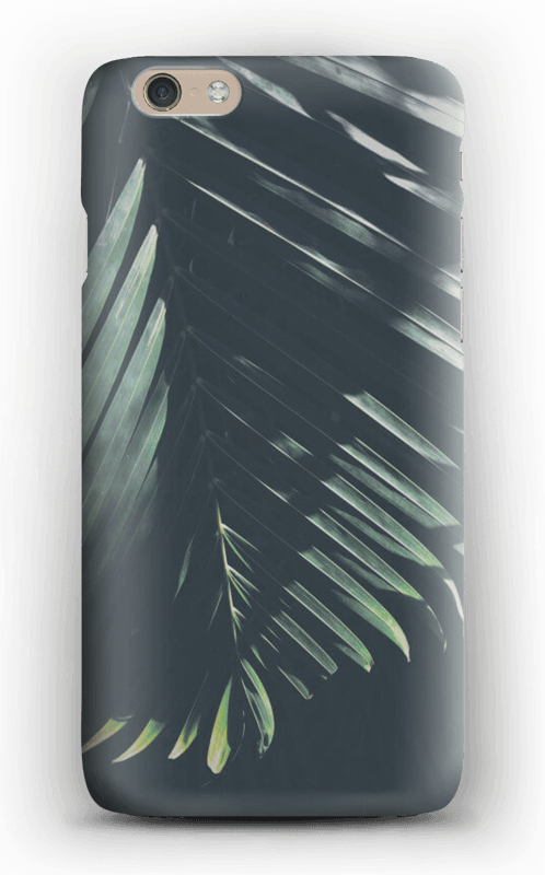 palm tree sunshine